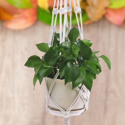 Suspension Macramé - PlantHanger™ - Style D