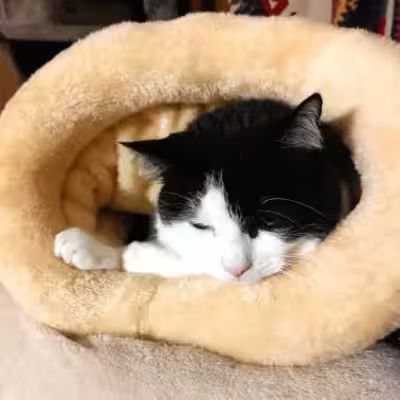 Niche Chat - NapNest™ - Marron