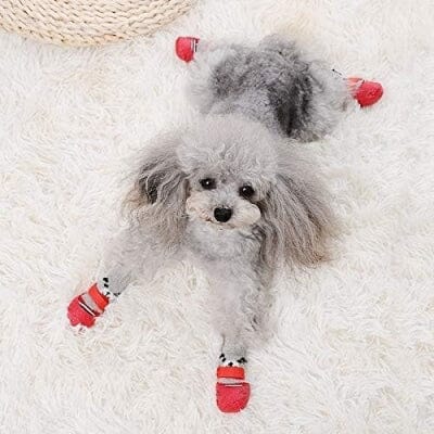 chausson pour chien - DogWarmSock™ - Rouge