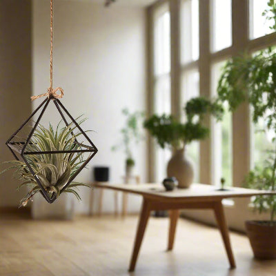 Porte Plante - AirBloom™ - Rubis noir