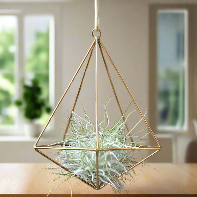 Porte Plante - AirBloom™ - Rubis Or