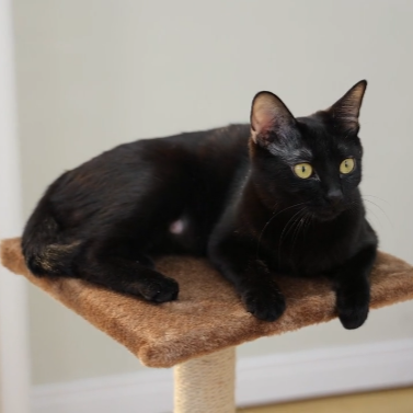 Arbre a Chat - PurrTower™ - Marron