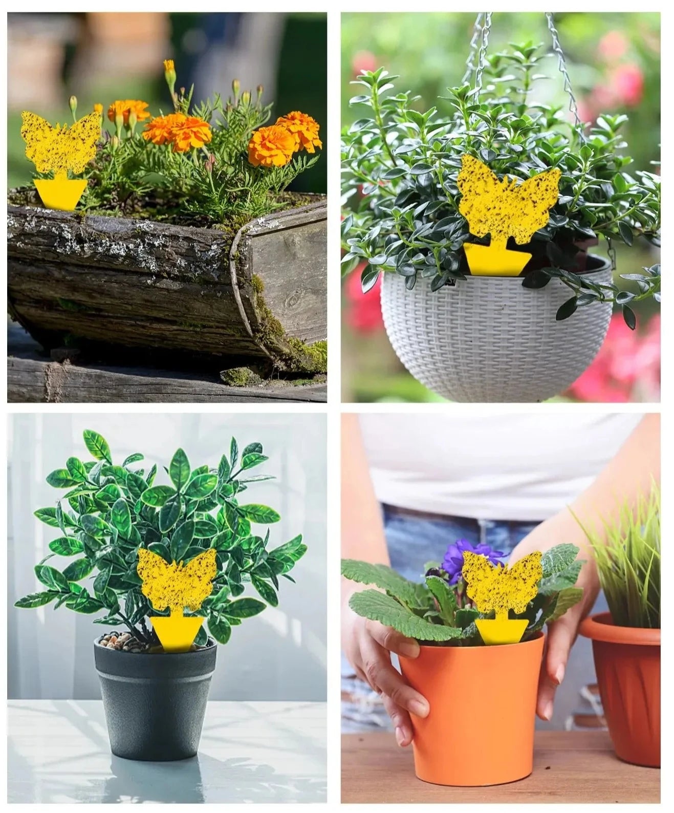 YellowSetPiegeAInsecte™