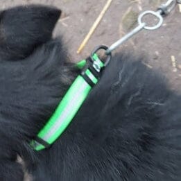 Collier pour Chien - WaterproofDogCollar™ - Vert