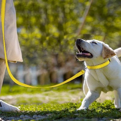 Collier Chien - DogsHarnessCollar™ - Jaune