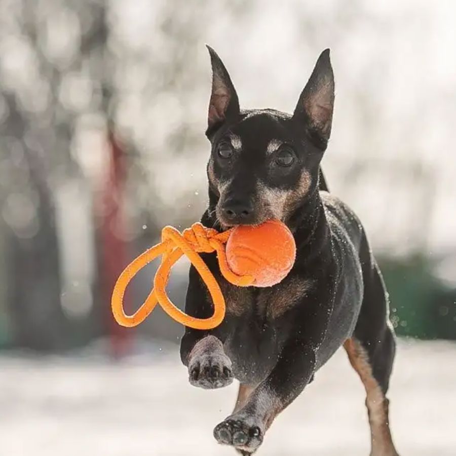 Balle pour Chien - RubberChewToys™ - Orange