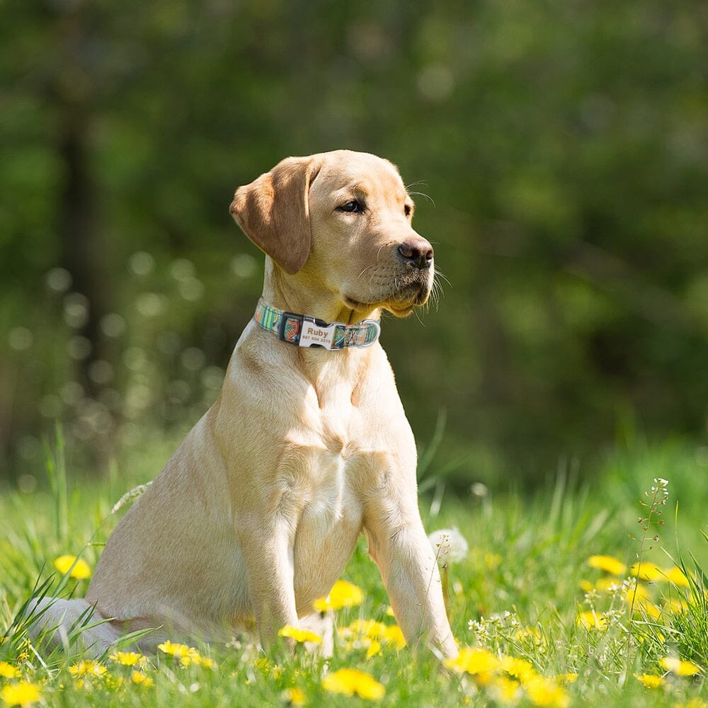 SoCool™ - Adjustable dog collar
