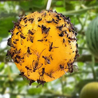 Piège à mouches - HangingFlyTrap™ - Jaune