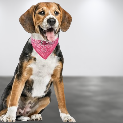 Collier Pour Chien - NewCatDogScarf™ - Rose