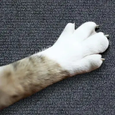 Grattoir Chat - CatsCarpetScratch™ - Gris