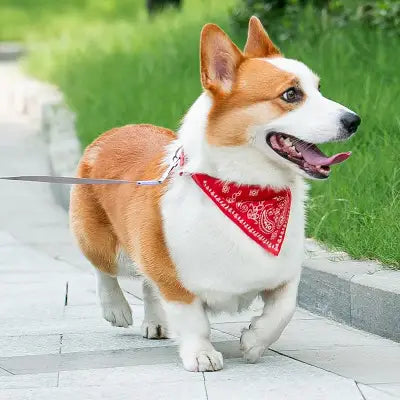 Collier Pour Chien - NewCatDogScarf™ - Rouge