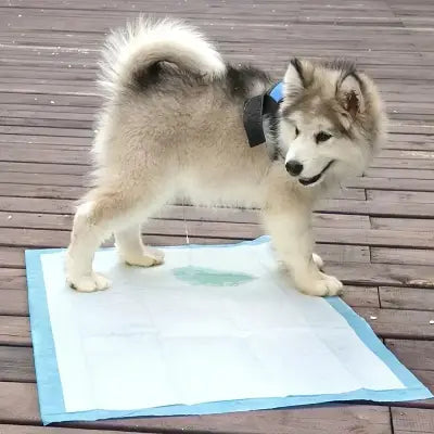 Tapis Absorbant Chien - DogSuperAbsorbentPads™