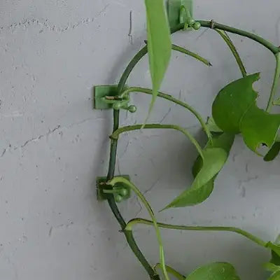 Support Plante - WallHangingPlantFixer™ - Vert