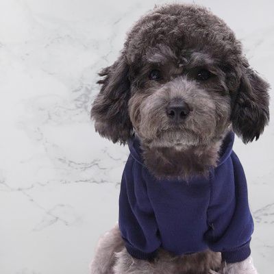 pull pour chien - PetDogClothes™ - Bleu