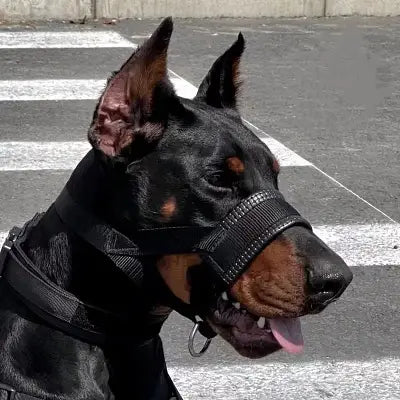 Muselière Chien - AntiBarkDogMouthMuzzle™ - Noir