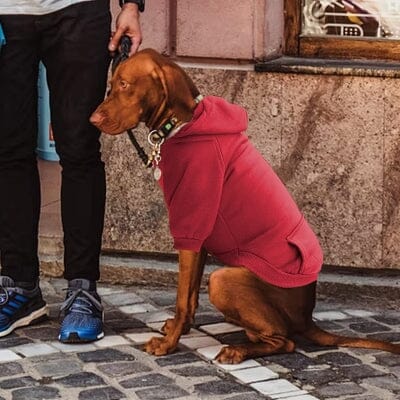 pull pour chien - PetDogClothes™ - Rouge