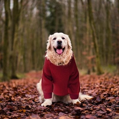 pull pour chien - PetDogClothes™ - Rouge
