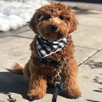 Bandana Pour Chien - ClassicPlaidDog™ - Noir&blanc
