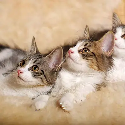 Capuches - CatFashion™