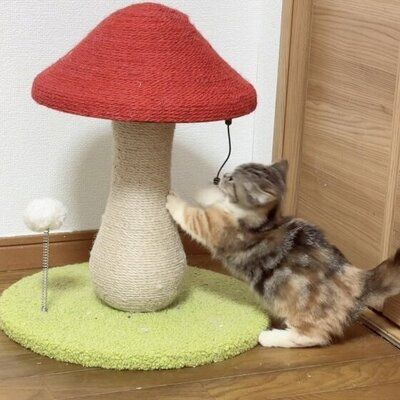 Arbre à Chat - MushroomCatTower™