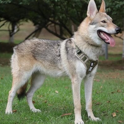 Harnais pour chien - DogReflectiveHarness™ - Beige