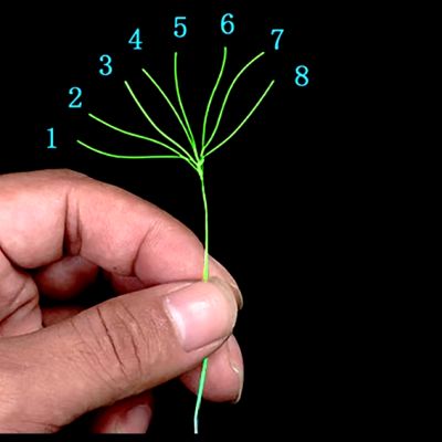 Fil de Pêche" - FishingLine™ - Vert