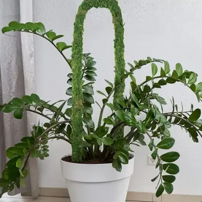 Support Plante - FoamPlantSupport™