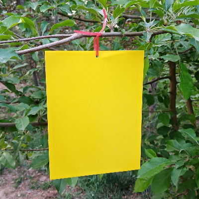 Piège à Mouches - InsectCatch™ - Jaune