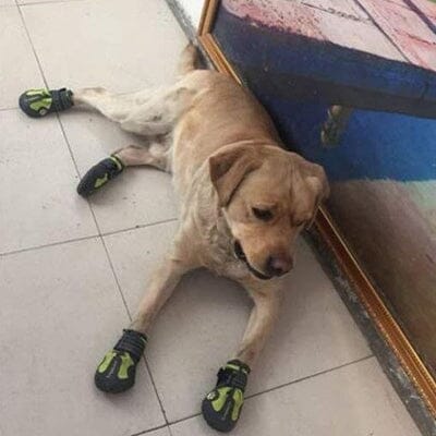 Chaussure pour Chien - PetDogShoes™ - Jaune