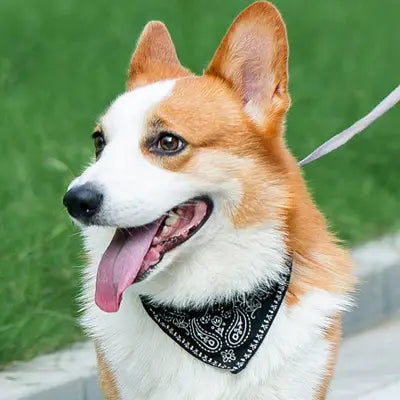Collier Pour Chien - NewCatDogScarf™ - Noir