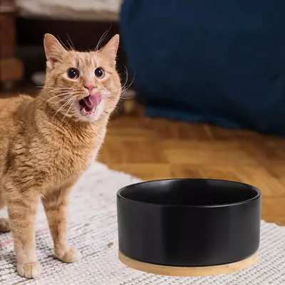 Gamelle pour Chat - WarmSipCatBowl™ - Noir