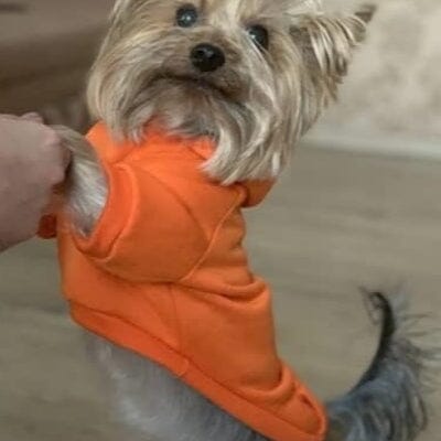 pull pour chien - PetDogClothes™ - Orange