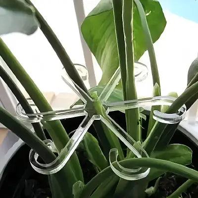 Support Plante - NewPlantFixingClip™ - Transparent
