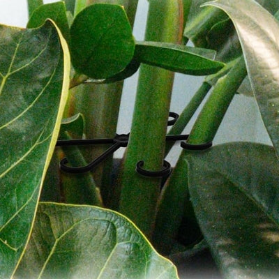 Support Plante - NewPlantFixingClip™ - Noir
