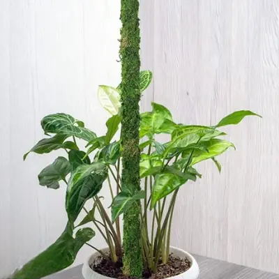 Support Plante - FoamPlantSupport™