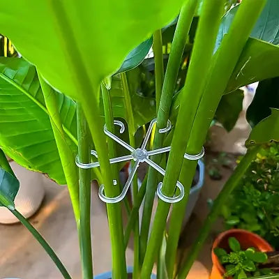 Support Plante - NewPlantFixingClip™ - Transparent