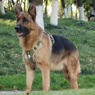 Harnais pour chien - DogReflectiveHarness™ - Beige