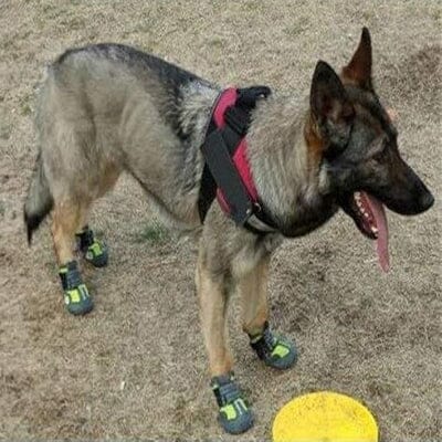 Chaussure pour Chien - PetDogShoes™ - Jaune