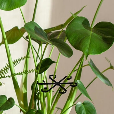 Support Plante - NewPlantFixingClip™ - Noir