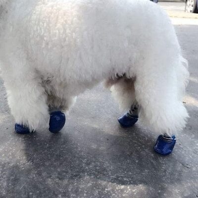 chausson pour chien - DogWarmSock™ - Bleu