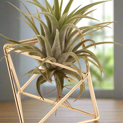 Porte Plante - AirBloom™ - Diamond Or