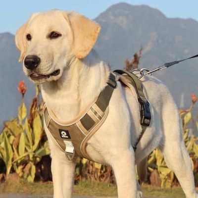 Harnais pour chien - DogReflectiveHarness™ - Beige