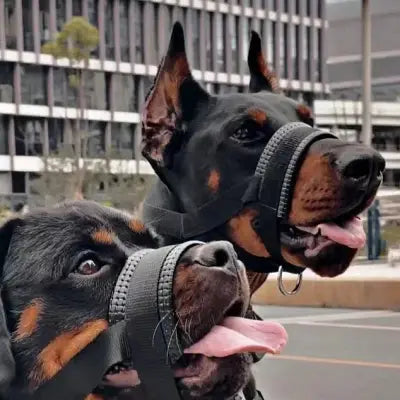 Muselière Chien - AntiBarkDogMouthMuzzle™ - Noir