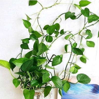 Support Plante - WallHangingPlantFixer™ - Transparent