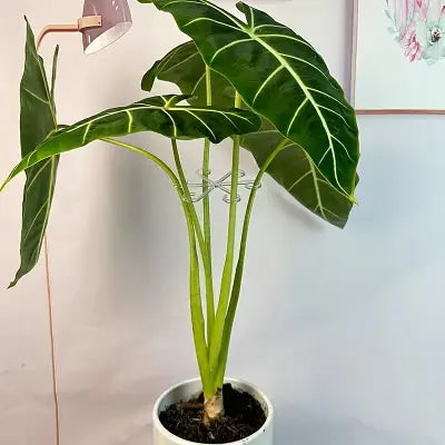 Support Plante - NewPlantFixingClip™ - Transparent