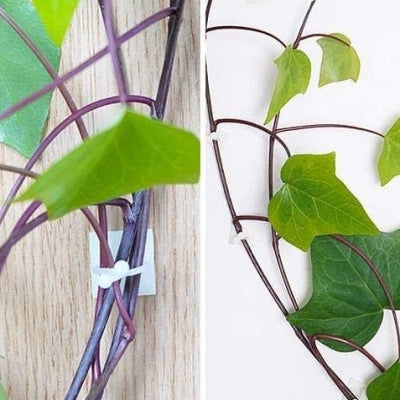 Support Plante - WallHangingPlantFixer™ - Transparent