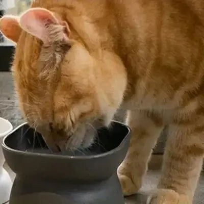 Gamelle Chat - NewCatFoodBowl™ - Gris