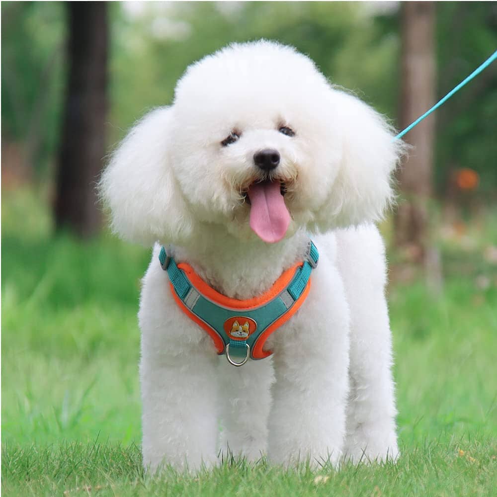 Harnais - PuppyTrek™ - Bleu