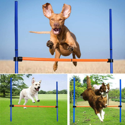 Agility Pour Chien - DogAgility™ - Bleu & Orange