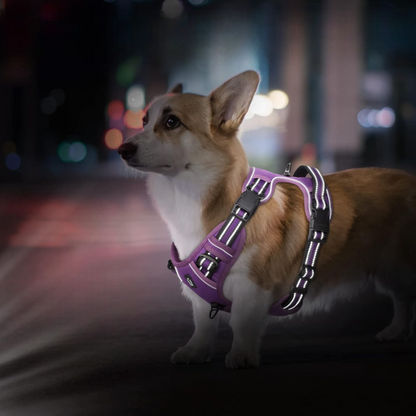 Harnais Chien - PullDogHarness™ - Violet